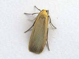 Attēlu rezultāti vaicājumam “Eilema depressa imago”