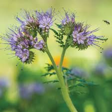 Attēlu rezultāti vaicājumam “Phacelia tanacetifolia”