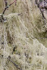 Attēlu rezultāti vaicājumam “Evernia divaricata”