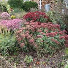 Image result for Chrysanthemum spectabile