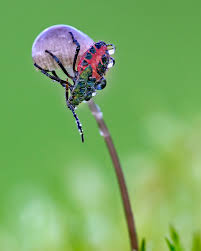 Attēlu rezultāti vaicājumam “Troilus luridus”