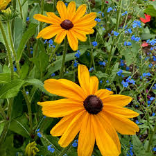 Image result for Rudbeckia Paradisio