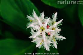 Attēlu rezultāti vaicājumam “Menyanthes trifoliata leaf”