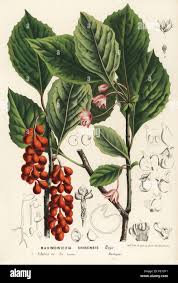 Attēlu rezultāti vaicājumam “Schisandra chinensis flower”