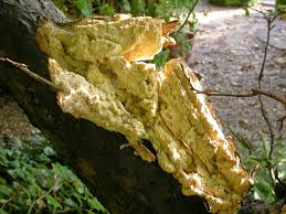 Attēlu rezultāti vaicājumam “Sarcodontia crocea”