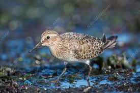 Image result for Calidris bairdii