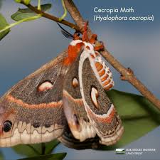 Attēlu rezultāti vaicājumam “Ophiotheca chrysosperma macro”