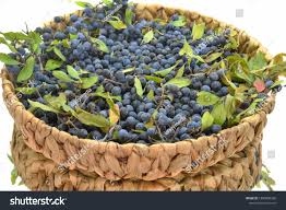 Attēlu rezultāti vaicājumam “Prunus domestica subsp. insitita fruit”