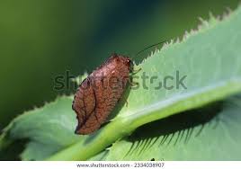 Attēlu rezultāti vaicājumam “Drepanepteryx phalaenoides”