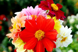 Image result for Dahlia hybrid.