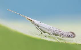 Attēlu rezultāti vaicājumam “Coleophoridae”