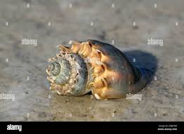 Image result for Melongena corona