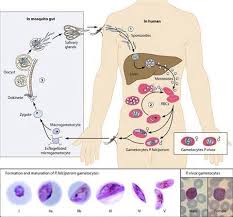 Attēlu rezultāti vaicājumam “Enteridium variabile plasmodium”