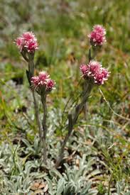 Attēlu rezultāti vaicājumam “Antennaria dioica”