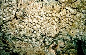 Attēlu rezultāti vaicājumam “Lecanora albella”