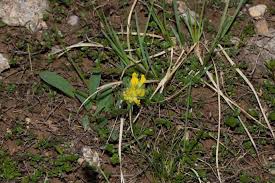 Attēlu rezultāti vaicājumam “Anthyllis maritima”