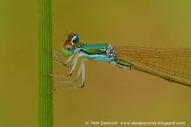 Attēlu rezultāti vaicājumam “Nehalennia speciosa”