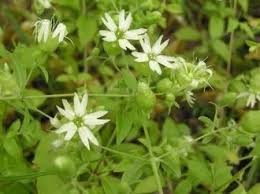 Attēlu rezultāti vaicājumam “Silene baccifera fruit”