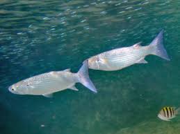 Image result for Crenimugil seheli