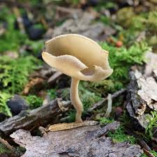 Attēlu rezultāti vaicājumam “Helvella”