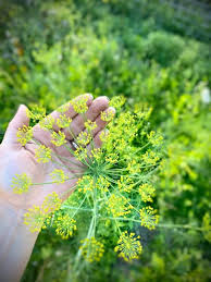 Attēlu rezultāti vaicājumam “Anethum graveolens flower”