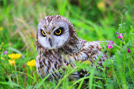 Attēlu rezultāti vaicājumam “Asio flammeus adult”