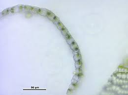 Attēlu rezultāti vaicājumam “Sphagnum angustifolium”