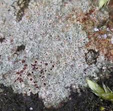 Attēlu rezultāti vaicājumam “Trapelia coarctata”