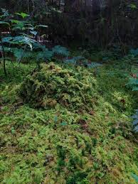 Attēlu rezultāti vaicājumam “Thuidium tamariscinum”