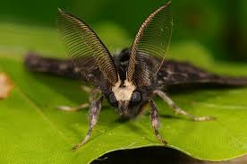 Attēlu rezultāti vaicājumam “Lymantria monacha pupa”