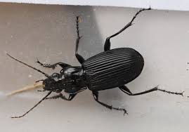 Attēlu rezultāti vaicājumam “Pterostichus niger”