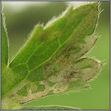 Attēlu rezultāti vaicājumam “Phytomyza ranunculi”