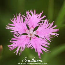 Image result for Dianthus superbus
