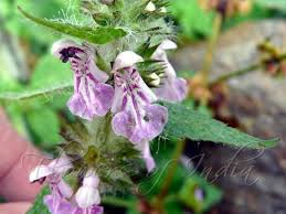 Attēlu rezultāti vaicājumam “Stachys palustris flower”