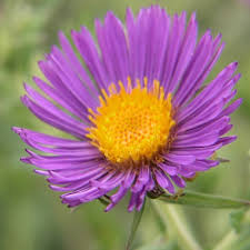 Attēlu rezultāti vaicājumam “Symphyotrichum novae-angliae”