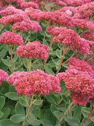Image result for Chrysanthemum spectabile