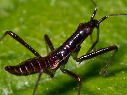 Attēlu rezultāti vaicājumam “Nabidae”