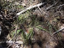 Attēlu rezultāti vaicājumam “Stuckenia filiformis bud”