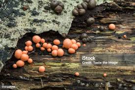 Attēlu rezultāti vaicājumam “Lycogala exiguum aggr. macro”