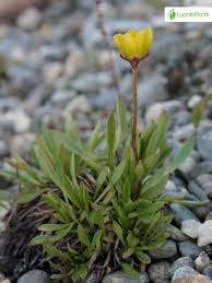 Attēlu rezultāti vaicājumam “Saxifraga hirculus flower”