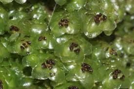 Attēlu rezultāti vaicājumam “Scapania apiculata”