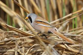 Attēlu rezultāti vaicājumam “Panurus biarmicus”