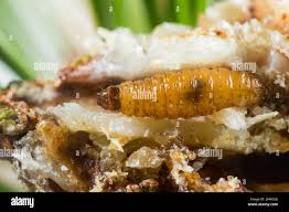 Attēlu rezultāti vaicājumam “Retinia resinella”