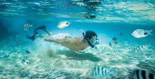 Image result for Wyndley NSC Snorkelling Club