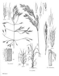 Attēlu rezultāti vaicājumam “Bromus secalinus”