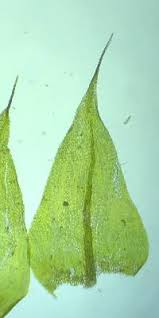 Attēlu rezultāti vaicājumam “Sciuro-hypnum reflexum”