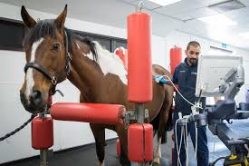 Image result for Liverpool Equestrian Club