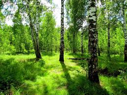 Image result for лес,