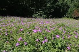 Attēlu rezultāti vaicājumam “Geranium palustre flower”