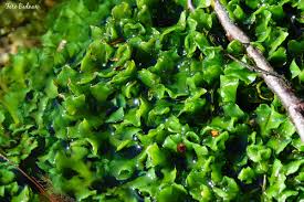 Attēlu rezultāti vaicājumam “Aneura pinguis”